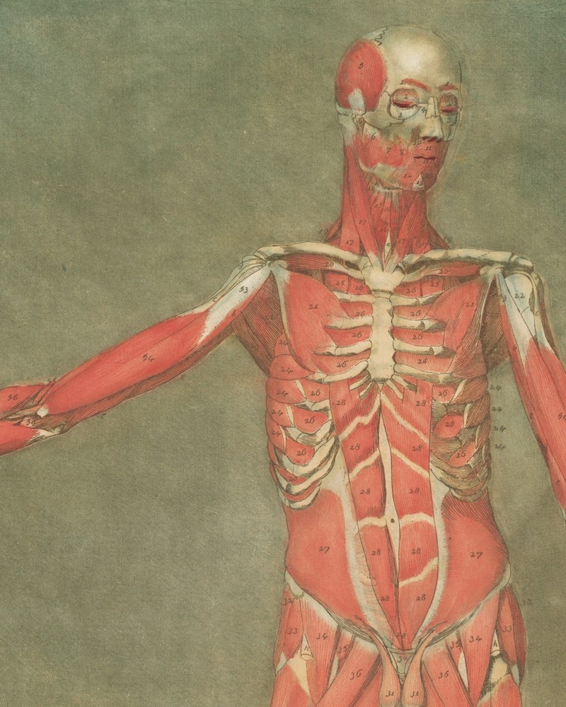 An illustration of the human musculature, against a soft green background.