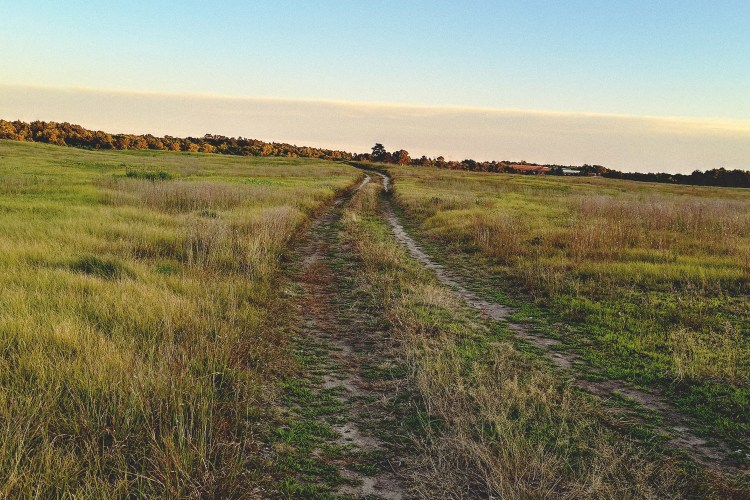 A dirt road winds through a grassy field towards a distant tree line under a pale blue and orange sky.