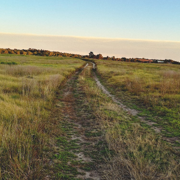 A dirt road winds through a grassy field towards a distant tree line under a pale blue and orange sky.