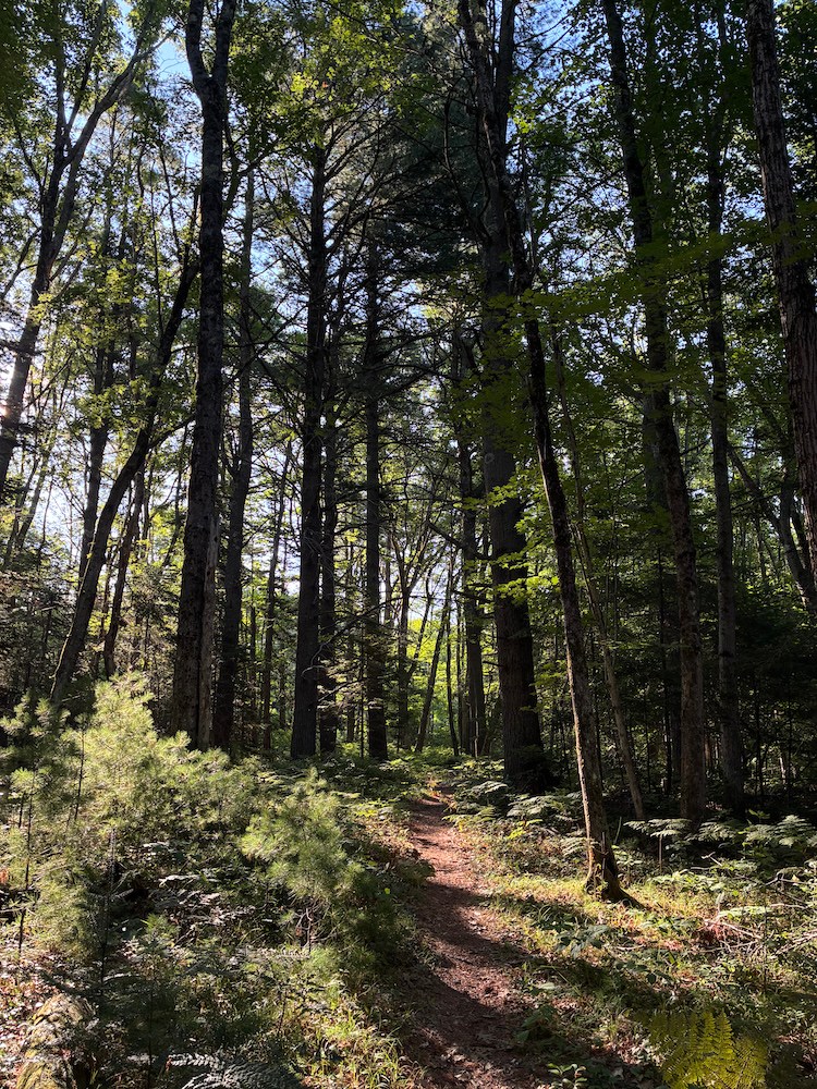 A woodland trail in Midcoast Maine.