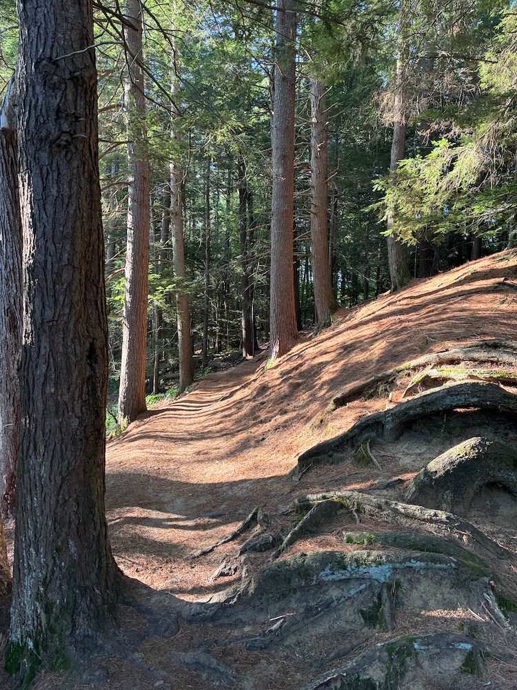 A forest trail in Midcoast Maine.